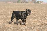 CANE CORSO 1393